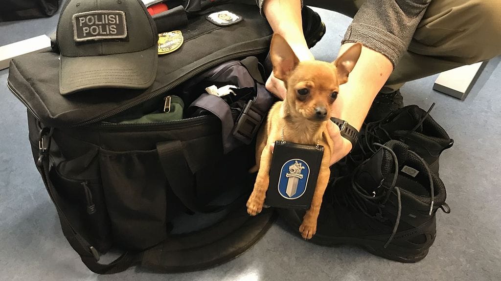 Helmikuussa varastettu chihuahua on pääsemassä takaisin kotiin! Kuva: Facebook/Lounais-Suomen poliisilaitos.