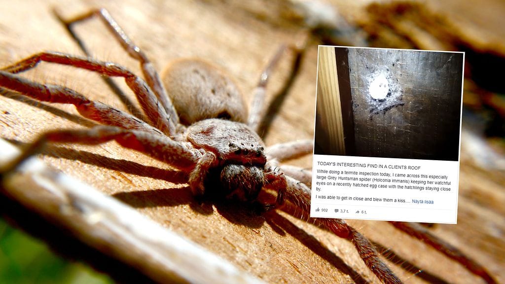 Suuret jahtihämähäkit viihtyvät hyvin Australian mantereella.