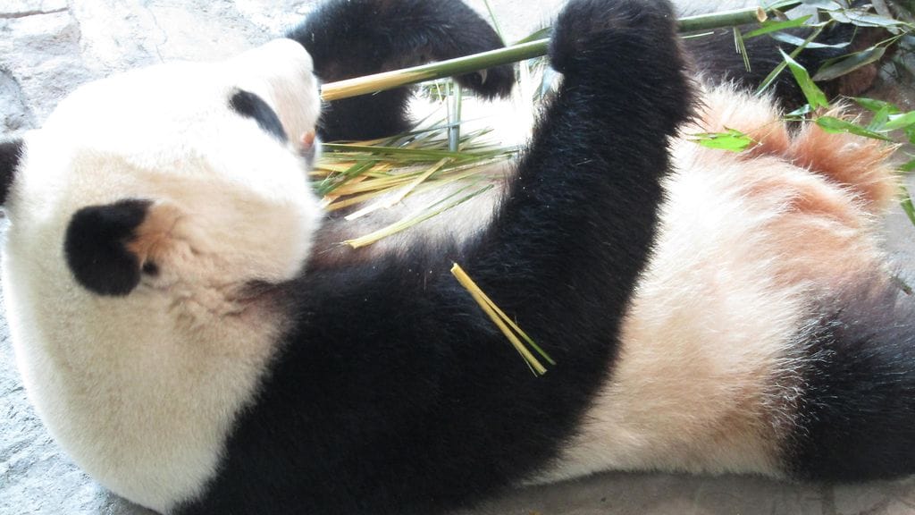 Pandojen puuhia pääsee katsomaan taas klo 16 jälkeen.