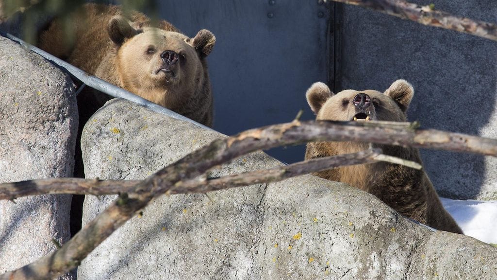 Korkeasaaren naaraskarhut heräsivät talviuniltaan kuun alussa, vaikka ulkona paukkuvat talven kovimmat pakkaset. Tänään karhut ovat saaneet kelliä kevätauringossa.