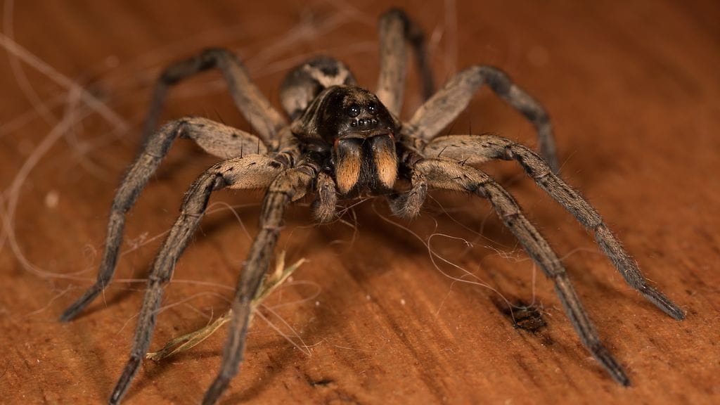 Australiassa juoksuhämähäkit eivät ole vaarallisia, mutta niiden puremat voivat aiheuttaa turvotusta, kipua ja kutinaa.