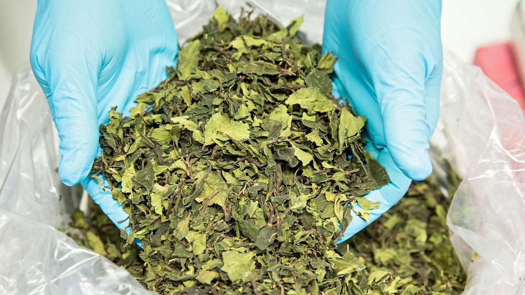 Khatin lehtiä takavarikossa Saksan Hampurissa keväällä 2016.