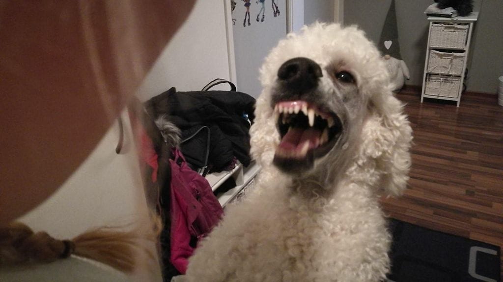 29693568_10214871797362183_670039544_o