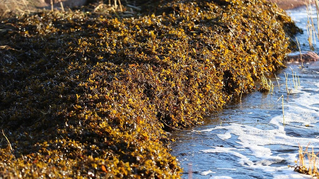 Rakkohauruvalli_Lauttasaaren_rannassa_13_12_2017_kuvaaja_Seppo_Knuuttila