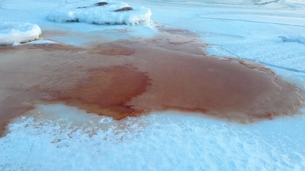 Punaiseksi_värjäytynyttä_jäätä_Lauttasaaressa_15_03_2018_kuvaaja_Seppo_Knuuttila