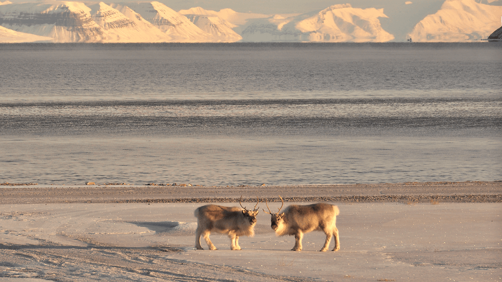 Kuvituskuva Huippuvuorten poroista.