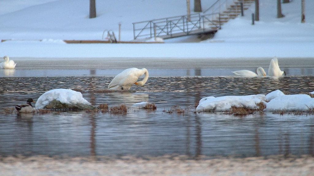 Etenkin maan keskiosissa ja etelässä lumet saattavat huveta jopa kymmenillä senteillä lähipäivien ja viikonlopun aikana.