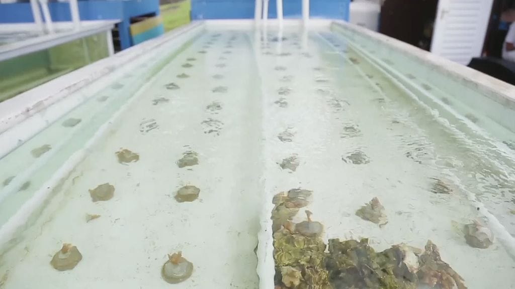 Koralli, korallit, kasvatus, Seychellit