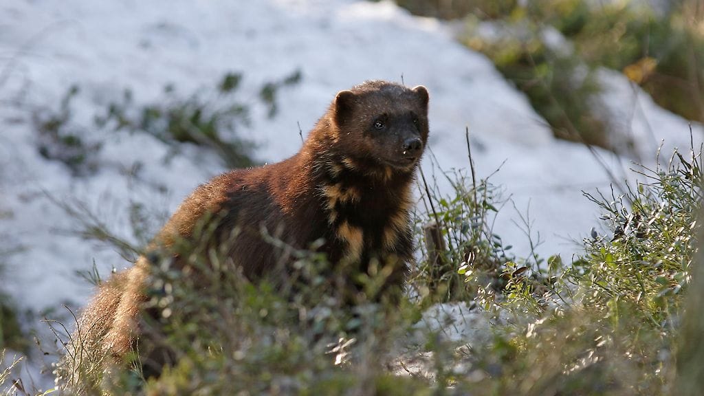 Kevät on jäämässä vain parisen viikkoa jälkeen keskimääräisestä.