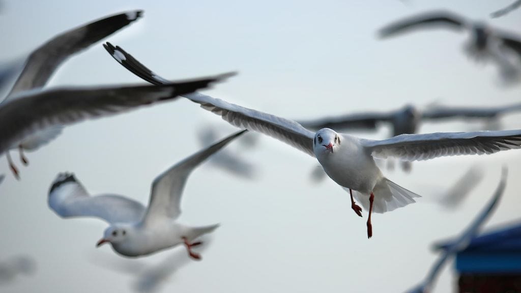 Lokit pysyvät ravintolan pöydistä loitolla, kun asiakkaat ampuvat niitä vesisuihkuilla.