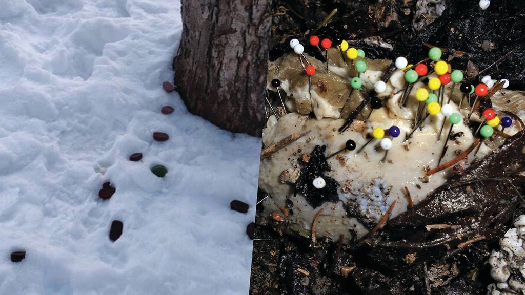 Suklaapaloja Kalliossa ja nuppineuloilla tökitty lihanpala Malmilla.