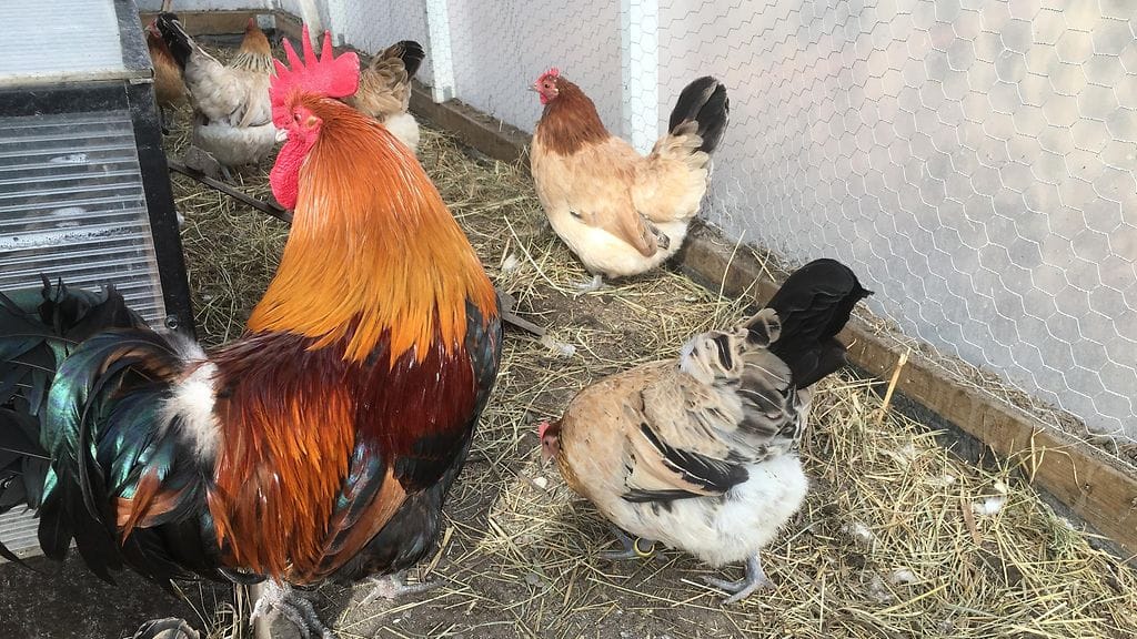 Kanalan perustamiseen kannattaa pyytää lupaa naapureilta ja taloyhtiöltä. Lisäksi vaaditaan ilmoitusta maaseutuvirastoon. Kunnilla voi olla erilaisia säännöksiä kanaloiden perustamisesta.