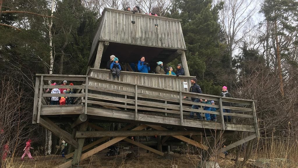 linnut, muuttolinnut, linturetki, Espoo, lapset, Villa Elfik