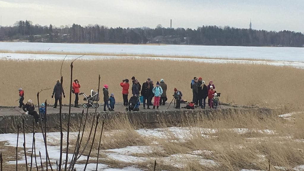 Harrastelijat bongasivat pohjoisimmat haarapääskyt Kemissä ja räystäspääskyt Keski-Suomessa.