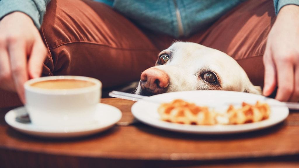 MUTTS Canine Cantina -ravintolaketju hakee harjoittelijaa, jonka ainoa tehtävä on helliellä koiria. Kaiken lisäksi työstä maksetaan hyvin! Kuvituskuva.