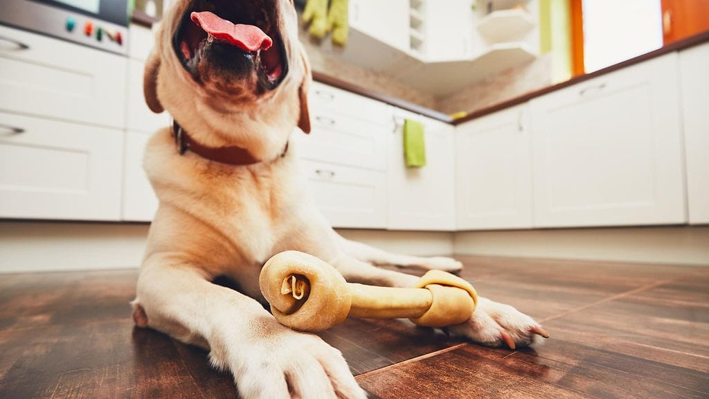 87-vuotias Noreen uskoo, että labradorinnoutaja Midnight pelasti hänen henkensä ankaran säätilan aikana, kertoo CBS News. Kuvituskuva.