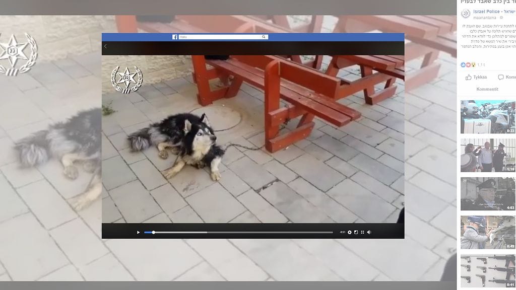 Omistajan mukaan hänen koiransa rakastaa "laulaa" paikallisten tv-ohjelmien tunnusten mukana. Kuvan lähde Facebook