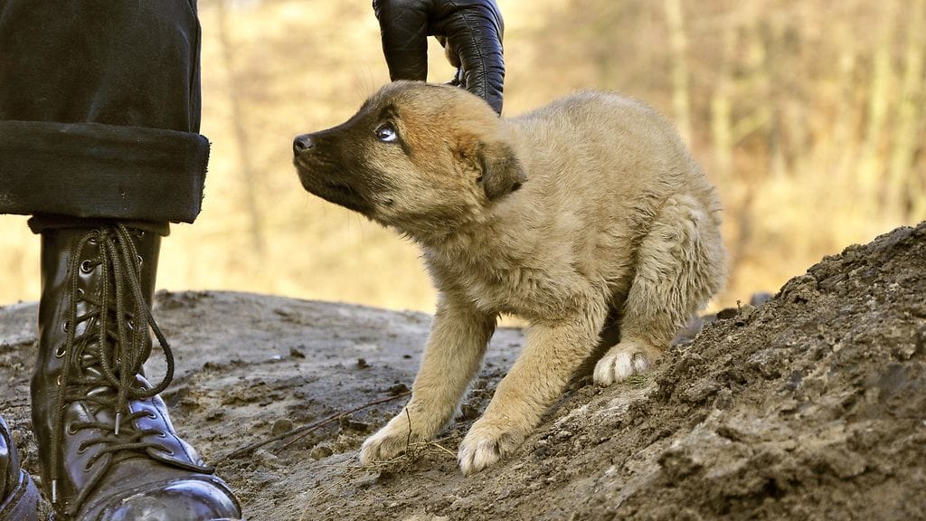 Ilmeisesti mies on tappanut "satoja" koiria. Kuvituskuva.