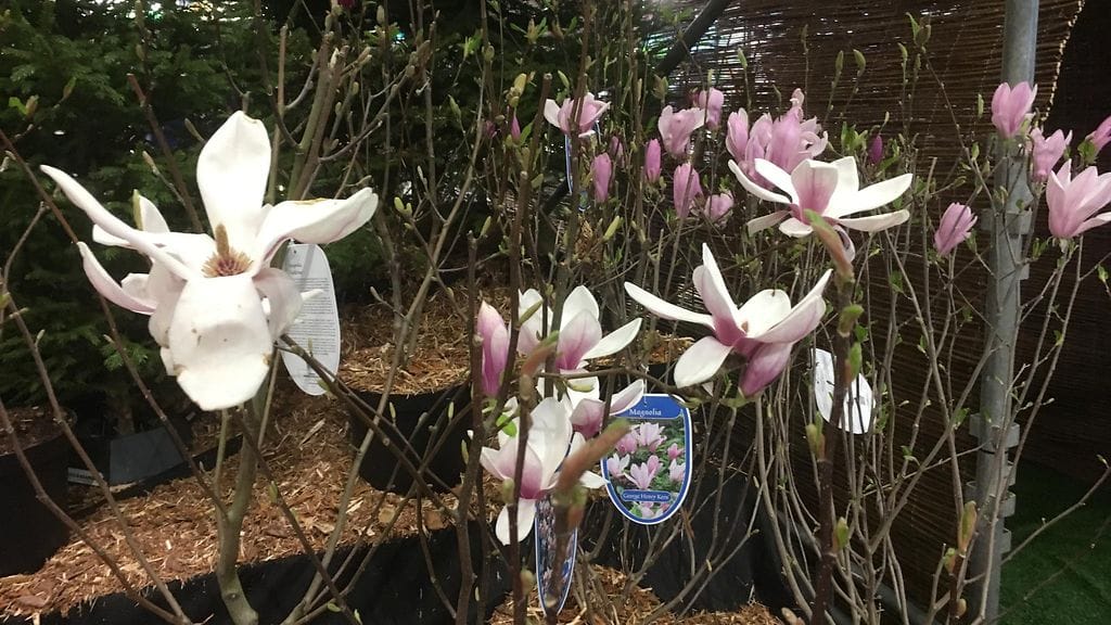 puutarha, kevätmessut, magnolia