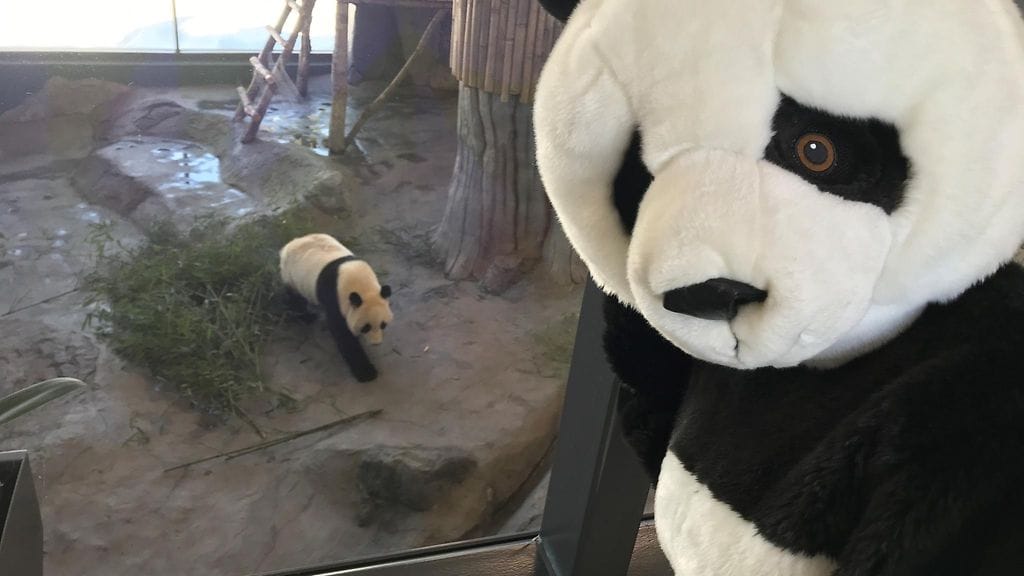 Pandamaskotti aiheuttaa Ähtärissä usein suurta hilpeyttä, ja maskotin kanssa vaihdetaan usein nopeasti haleja ja otetaan selfieitä. Kuva: Ähtäri Zoo