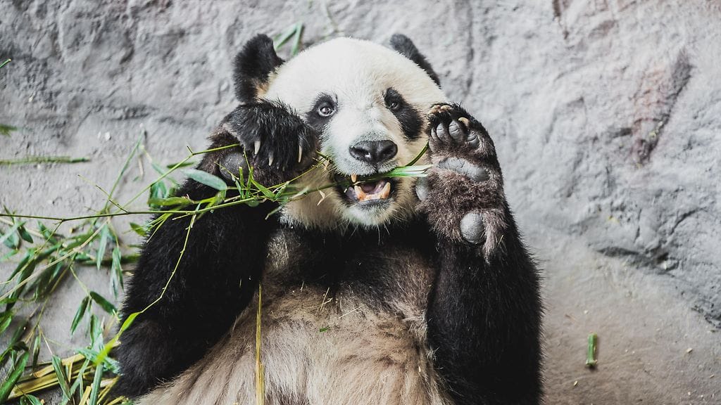 panda ähtäri maskotti 4