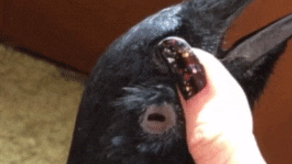 Sivuston kuvassa ammattimainen lintujenkäsittelijä esittelee korpin korvaa. Sen ulkoasu ei miellyttänyt kaikkia. Kuvan lähde Science Alert