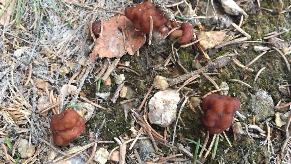 Sieniasiantuntijoiden mukaan ei ole mitenkään havinaista, että korvasieniä pukkaa maasta maalis-huhtikuussa. Kuva: Petri Salmela.