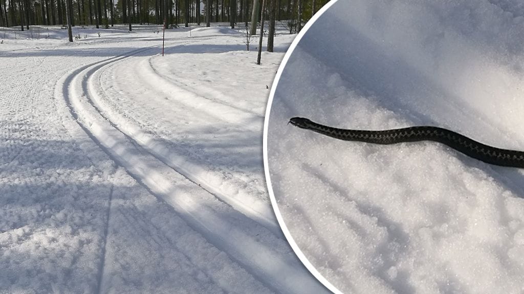 Noin puolimetrinen kyykäärme ilmestyi ladun oikealta reunalta ja viiletti määrätietoisesti latujen poikki.