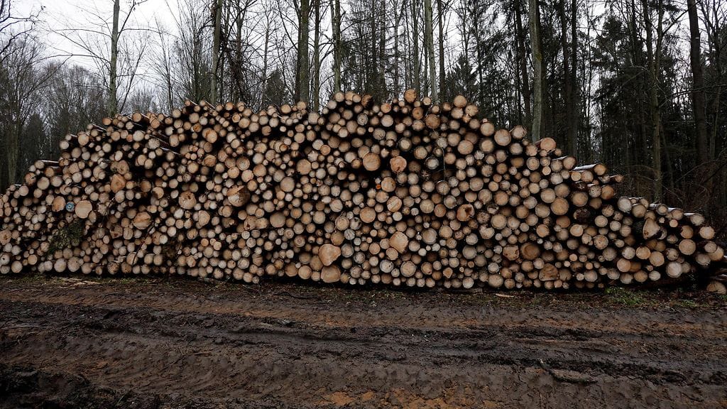 AOP Bialowieza metsä hakkuut Puola tukkeja