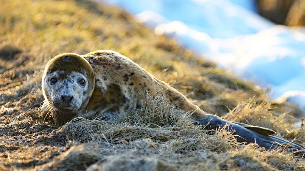 MTV Uutisten lukija löysi kuutin tienlaidasta Lohtajalla viime vuonna.