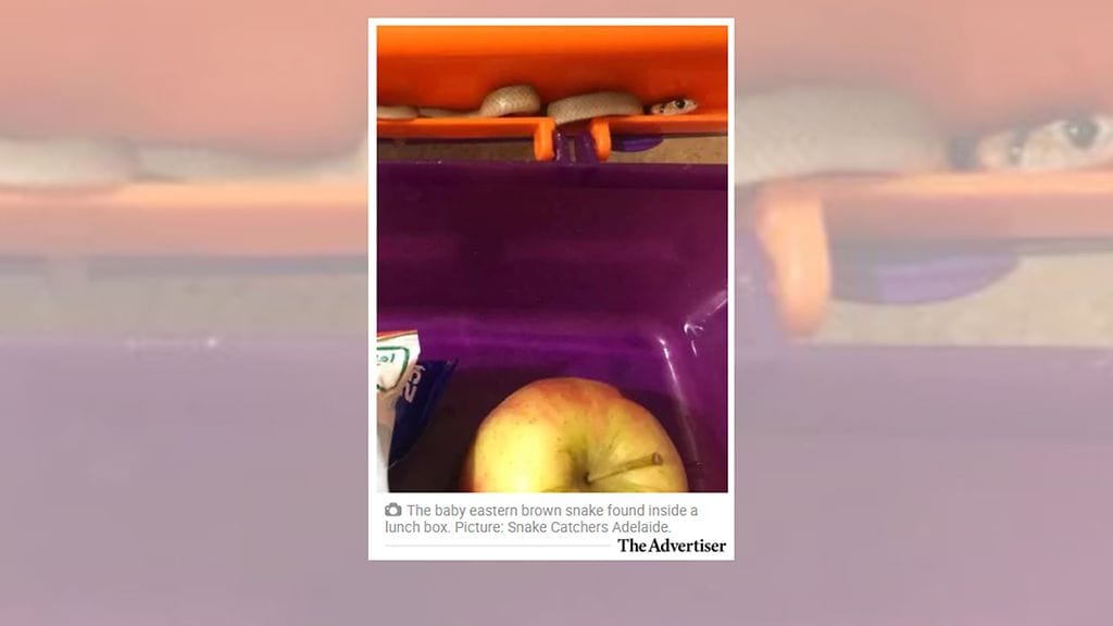 Äiti oli asettelemassa hedelmiä eväsrasiaan, kun hän yhtäkkiä tajusi, että rasian kannen koloon on piikoutunut käärme, kertoo The Advertiser -lehti.