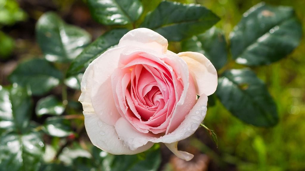 Vaginan tuoksua ei kannata parannella hajustetulla intiimihygienialla.