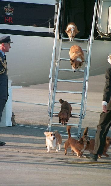 kuningar elisabet corgit 18.09.1998