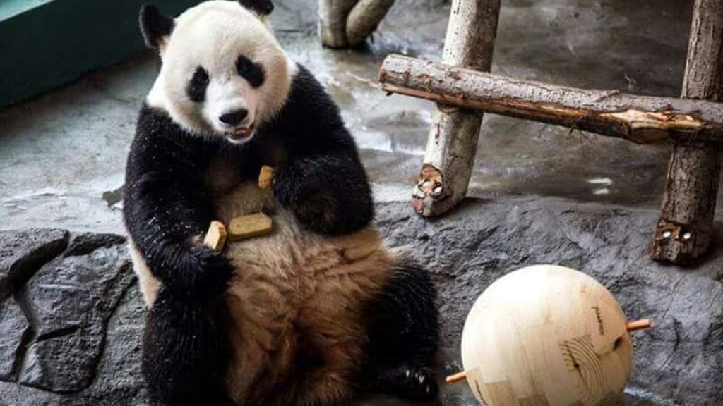 Yhtiön kassan ohella pandojen tuomia kuluja on maksettu myös lyhytaikaisilla rahoitusjärjestelyillä.