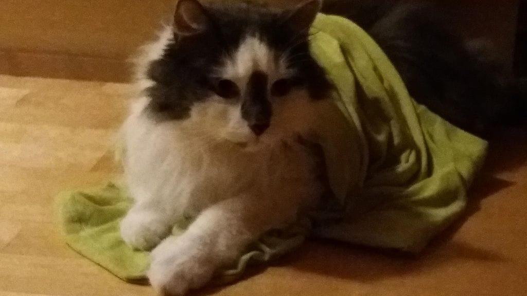 Sankarikissa 2017 Dalton