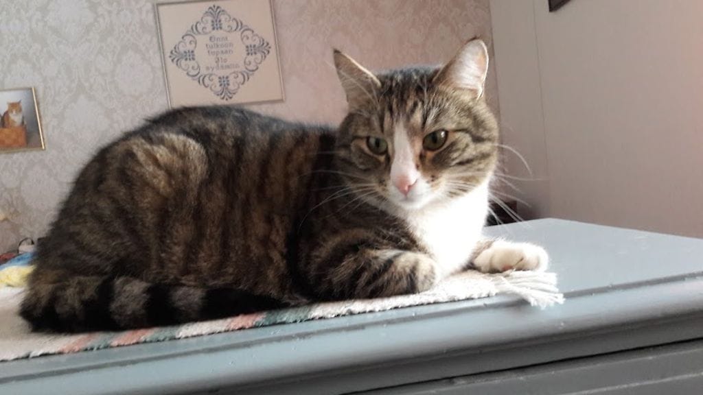 Sankarikissa 2017 Häpi