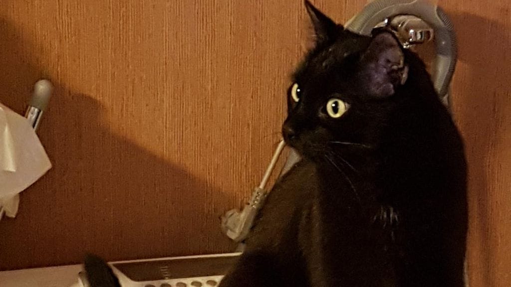 Sankarikissa 2017 Roope