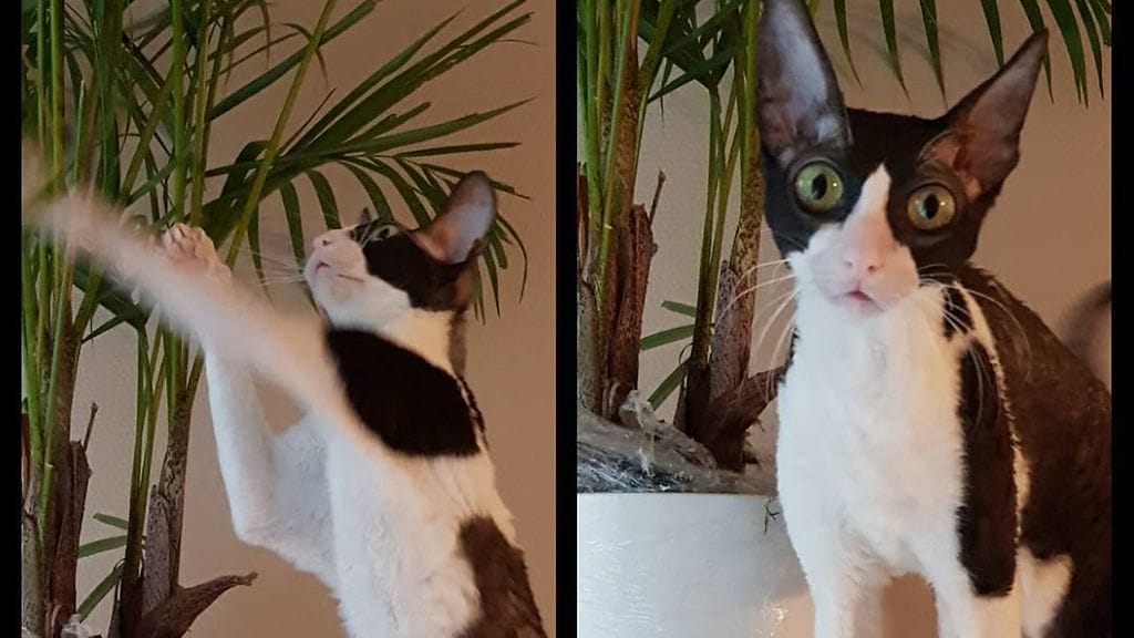 Sankarikissa 2017 Sofi