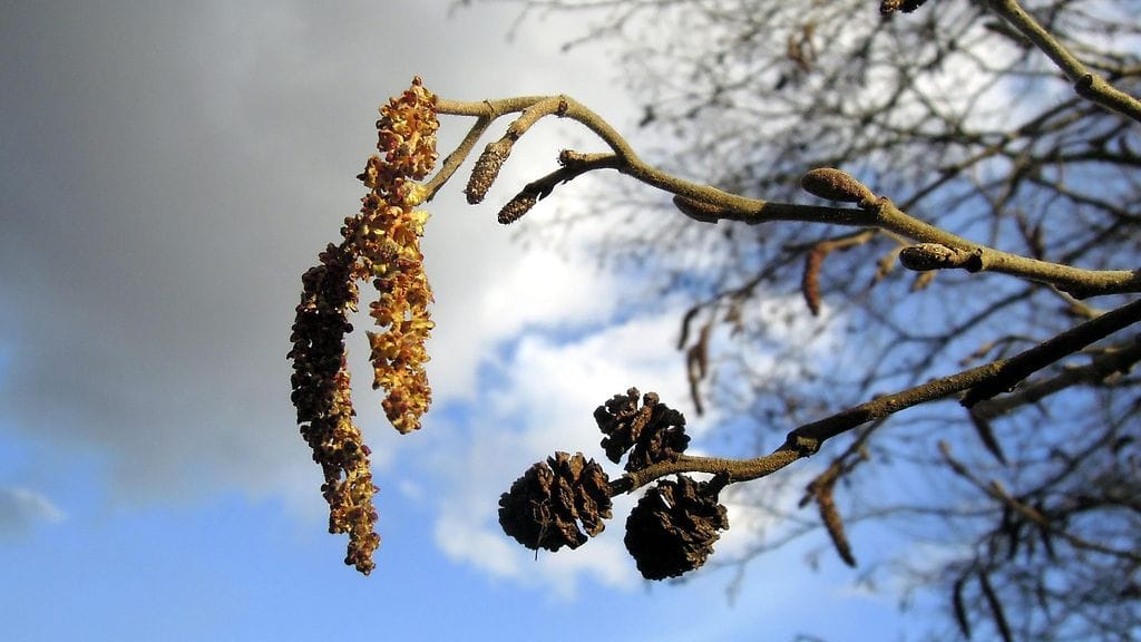 Kukkiva leppä Vantaalla ilta-auringossa 15. huhtikuuta 2017.