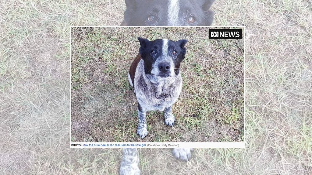 Aurora oli harhaillut kauas perheestään, eikä perhe onnistunut löytämään häntä omin voimin. Onneksi tytöllä oli mukanaan perheen 17-vuotias, osittain kuuro ja sokea Max–koira. Kuvan lähde abc.net.au