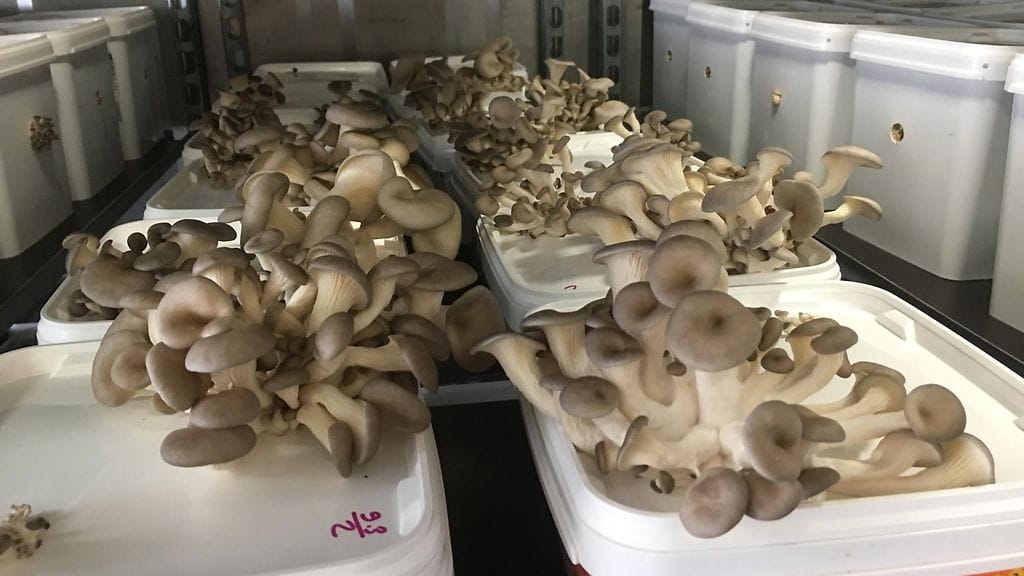 osterivinokas, sieniviljely