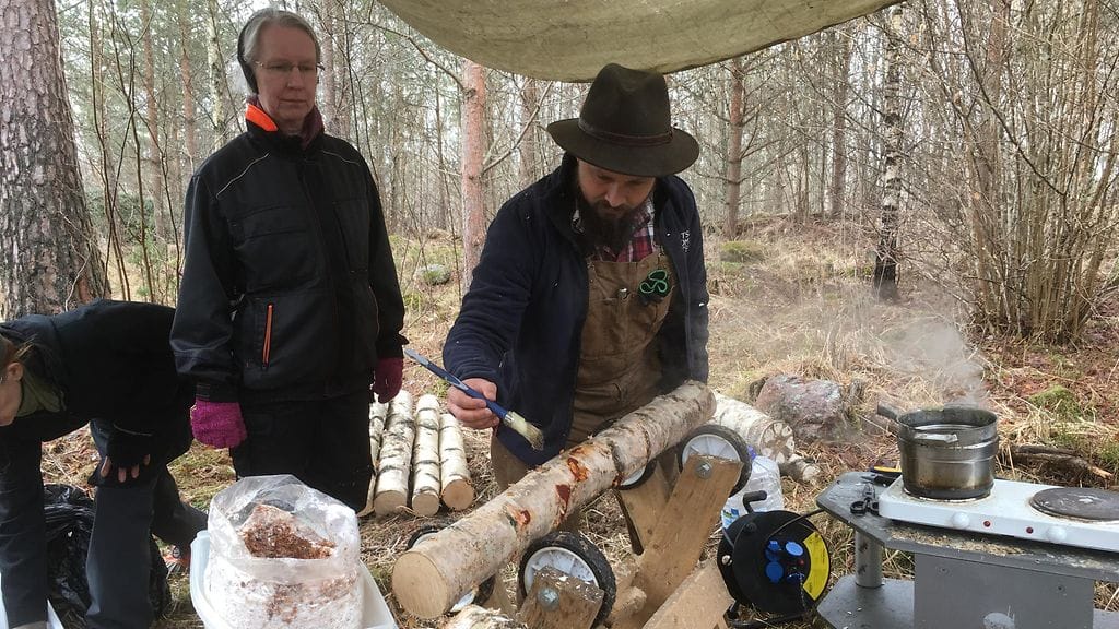 sieniviljely, sienipölkky