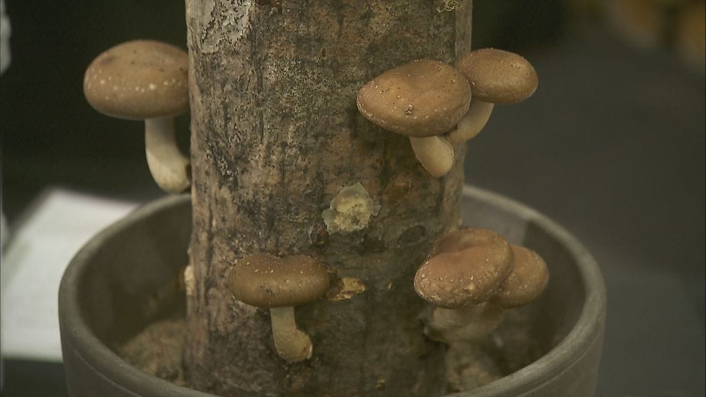 Sienipölli, sienikasvatus, sieniviljely, sienet