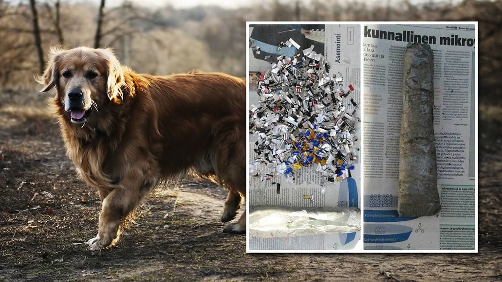 Karita löysi ulkoa koira-ansaksi tehtyjä metallisilppukääröjä. Kuvan koira ei liity tapaukseen.