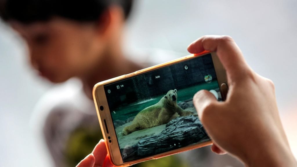 vihreä-jääkarhu-epa