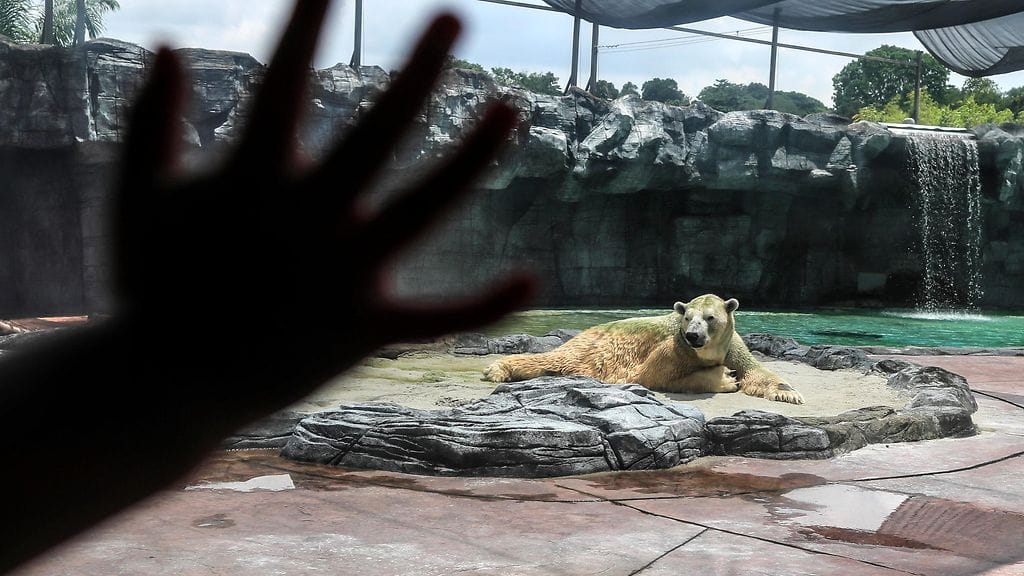 Inuka kuvattuna Singaporen eläintarhassa.
