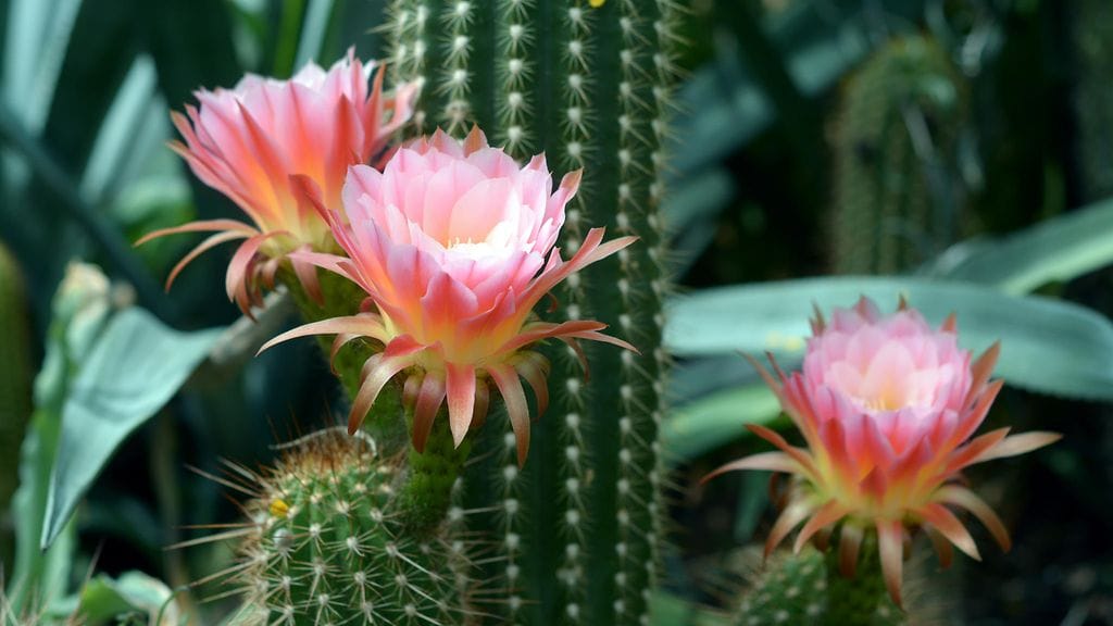 Seksi virtsatietulehduksen aikana voi osoittautua varsin kivualiaaksi kokemukseksi.