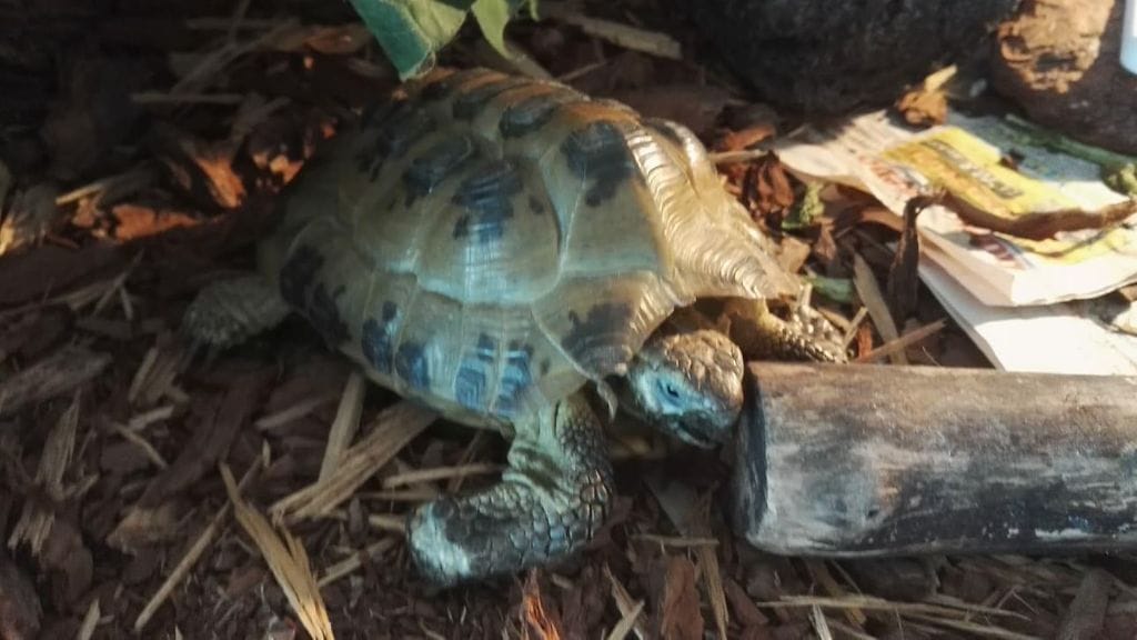 kertajulkaisu konna 1