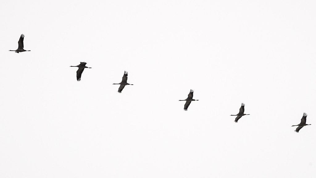 Kurkia Porkkalassa 8. huhtikuuta 2018.