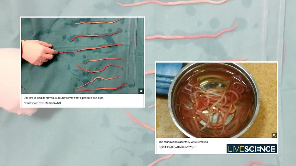 KuvienlähdeLivescience